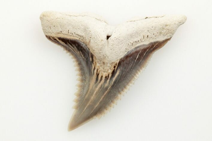 1.05" Snaggletooth Shark (Hemipristis) Tooth - Aurora, NC